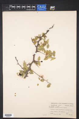 Celtis pallida image