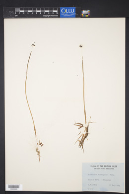 Eriocaulon septangulare image