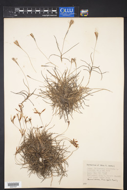 Tillandsia recurvata image