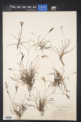 Tillandsia recurvata image