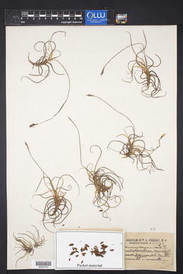 Tillandsia recurvata image