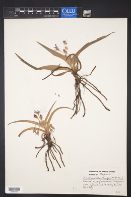 Tradescantia tharpii image