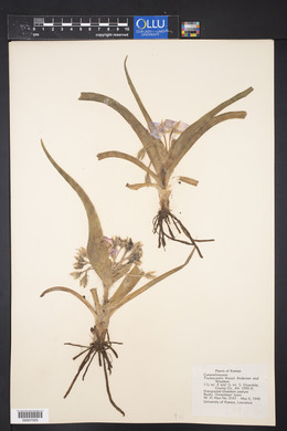 Tradescantia tharpii image