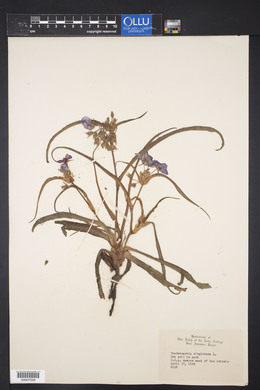 Tradescantia virginiana image