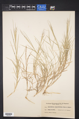 Muhlenbergia asperifolia image