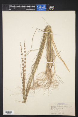 Sporobolus purpurascens image