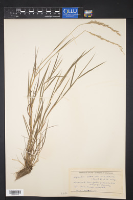 Poa nemoralis image