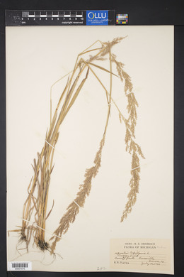 Agrostis capillaris image