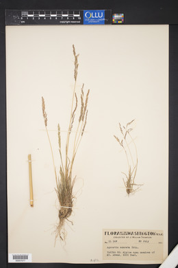 Agrostis exarata image