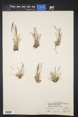 Agrostis humilis image