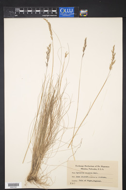 Agrostis setacea image