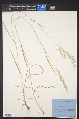 Agrostis capillaris image