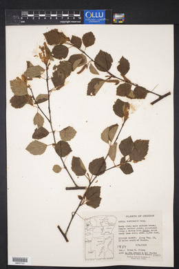 Betula occidentalis image