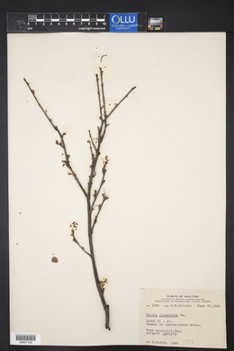 Betula glandulosa image