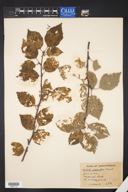 Betula papyrifera image