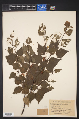 Betula papyrifera image