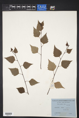 Betula pendula image