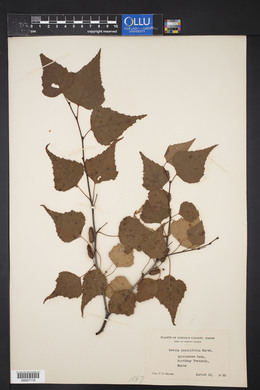 Betula populifolia image