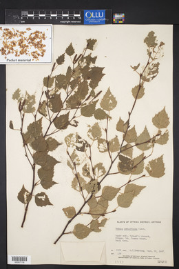 Betula populifolia image