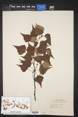 Betula populifolia image