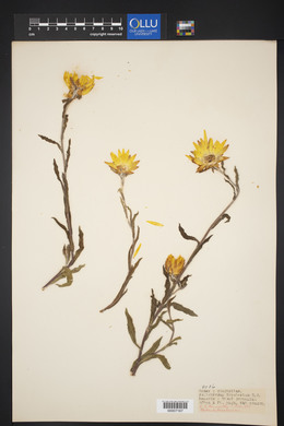 Helichrysum bracteatum image