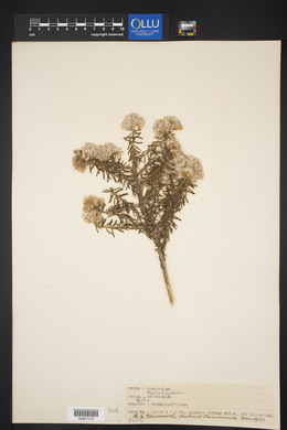 Helichrysum odoratissimum image