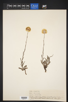 Helichrysum scorpioides image