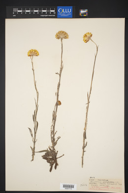 Helichrysum scorpioides image