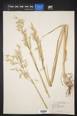 Avena sativa image