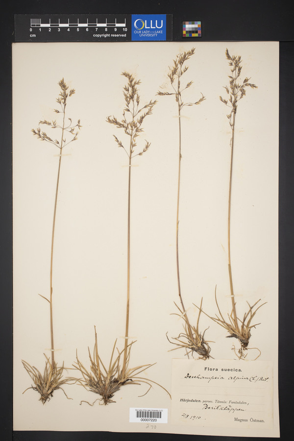 Deschampsia alpina image