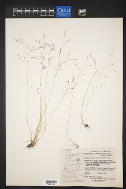 Deschampsia danthonioides image