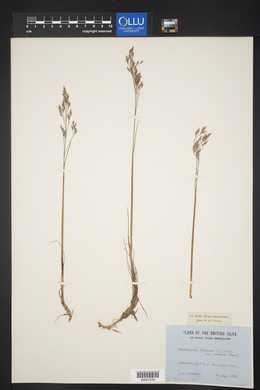 Deschampsia flexuosa image