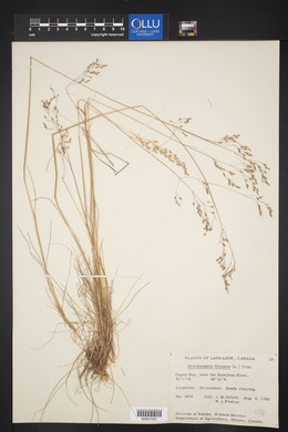 Deschampsia flexuosa image