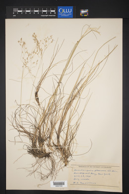 Deschampsia flexuosa image