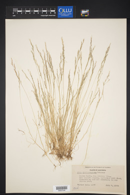 Deschampsia danthonioides image