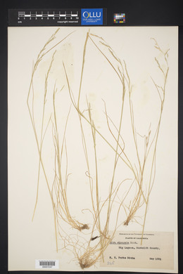 Deschampsia elongata image