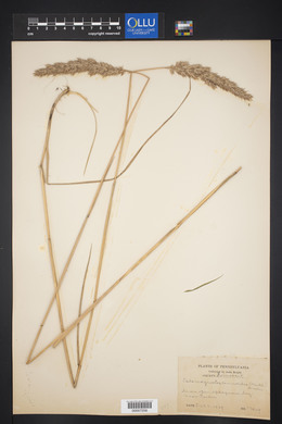 Calamagrostis cinnoides image