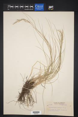 Calamagrostis howellii image