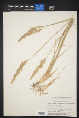 Calamagrostis stricta image