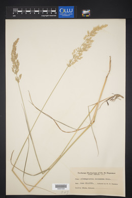 Calamagrostis stricta image