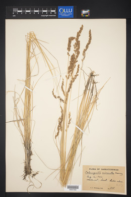 Calamagrostis stricta image