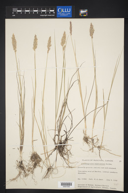 Calamagrostis montanensis image