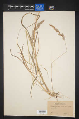 Calamagrostis varia image