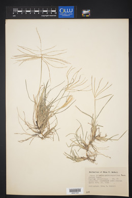 Chloris andropogonoides image