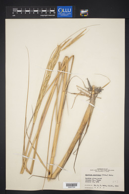 Spartina spartinae image