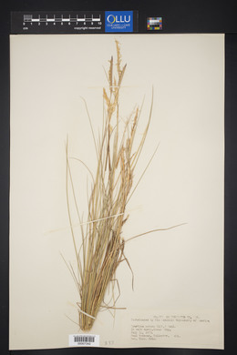 Spartina patens image