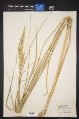 Spartina pectinata image