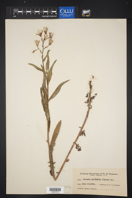 Lactuca tatarica var. pulchella image