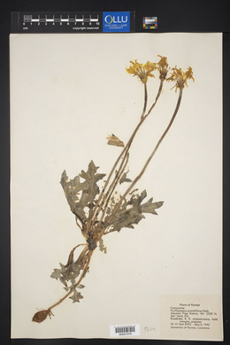 Pyrrhopappus grandiflorus image