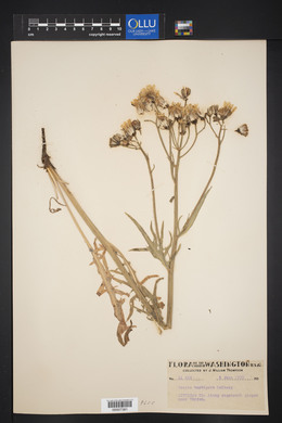 Crepis barbigera image